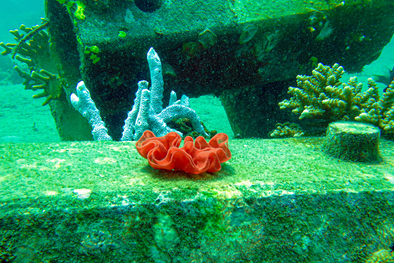 Coral colonies are growing on the artificial reef blocks off the coast of Kenya
