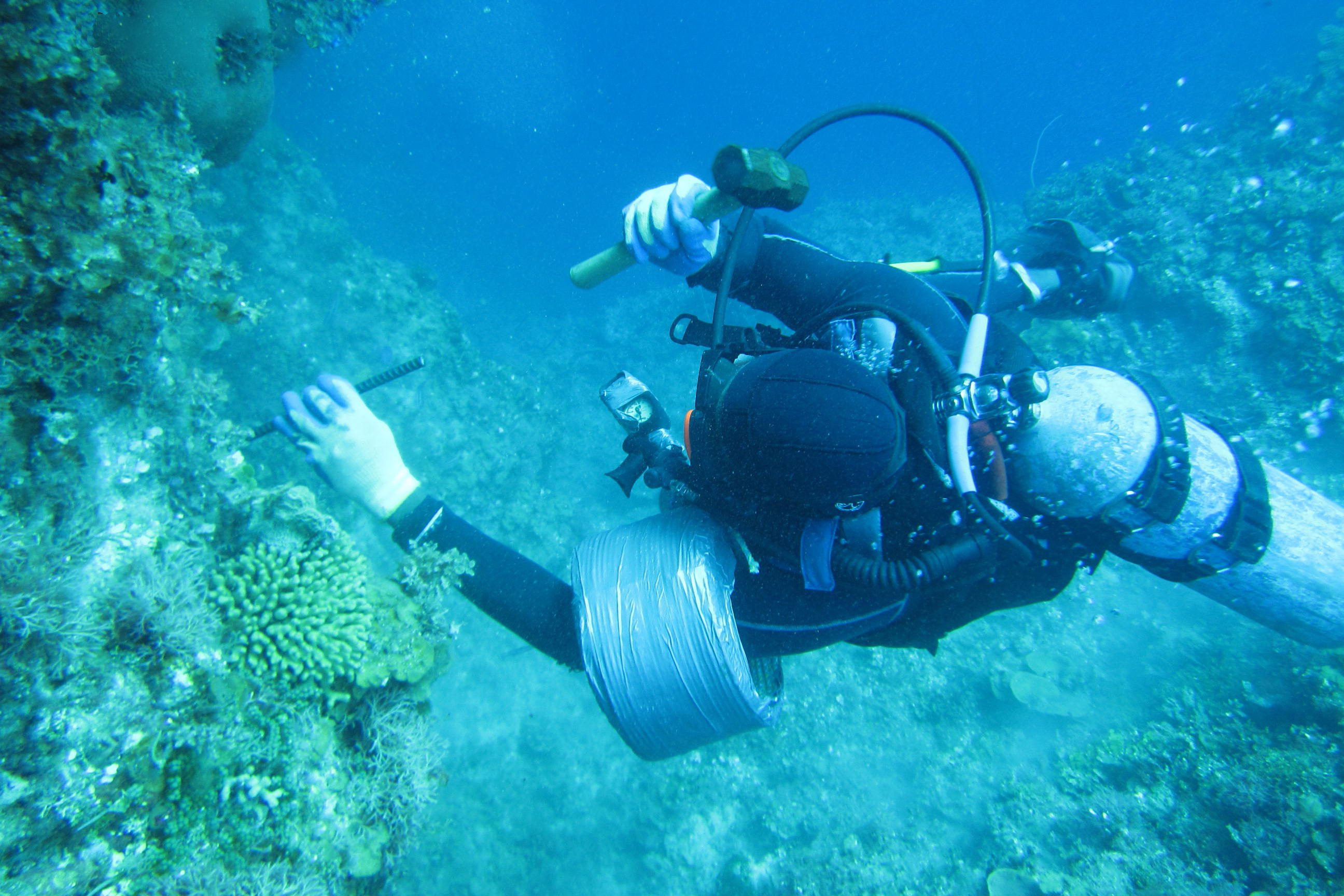 Jamaica coral transplant