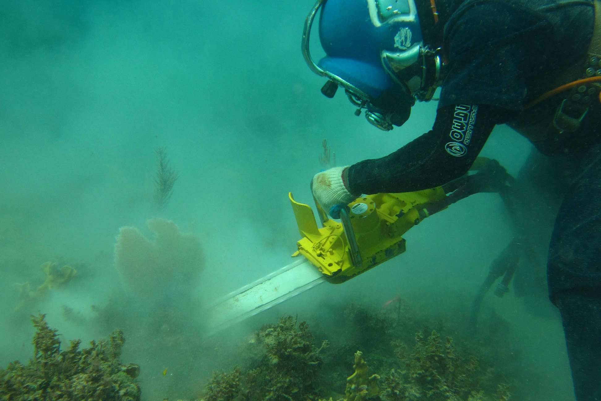 Jamaica coral transplant