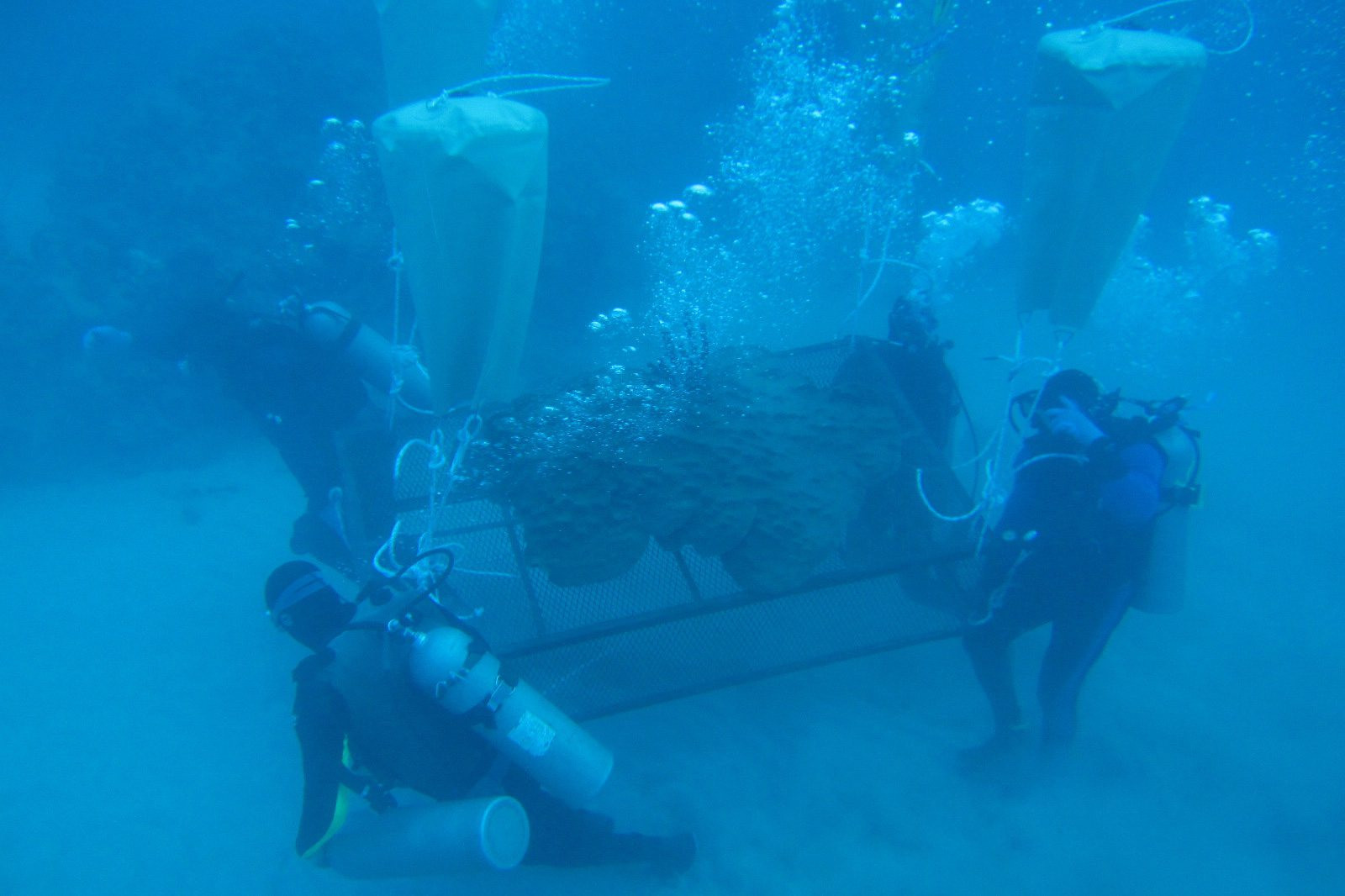 Jamaica coral transplant