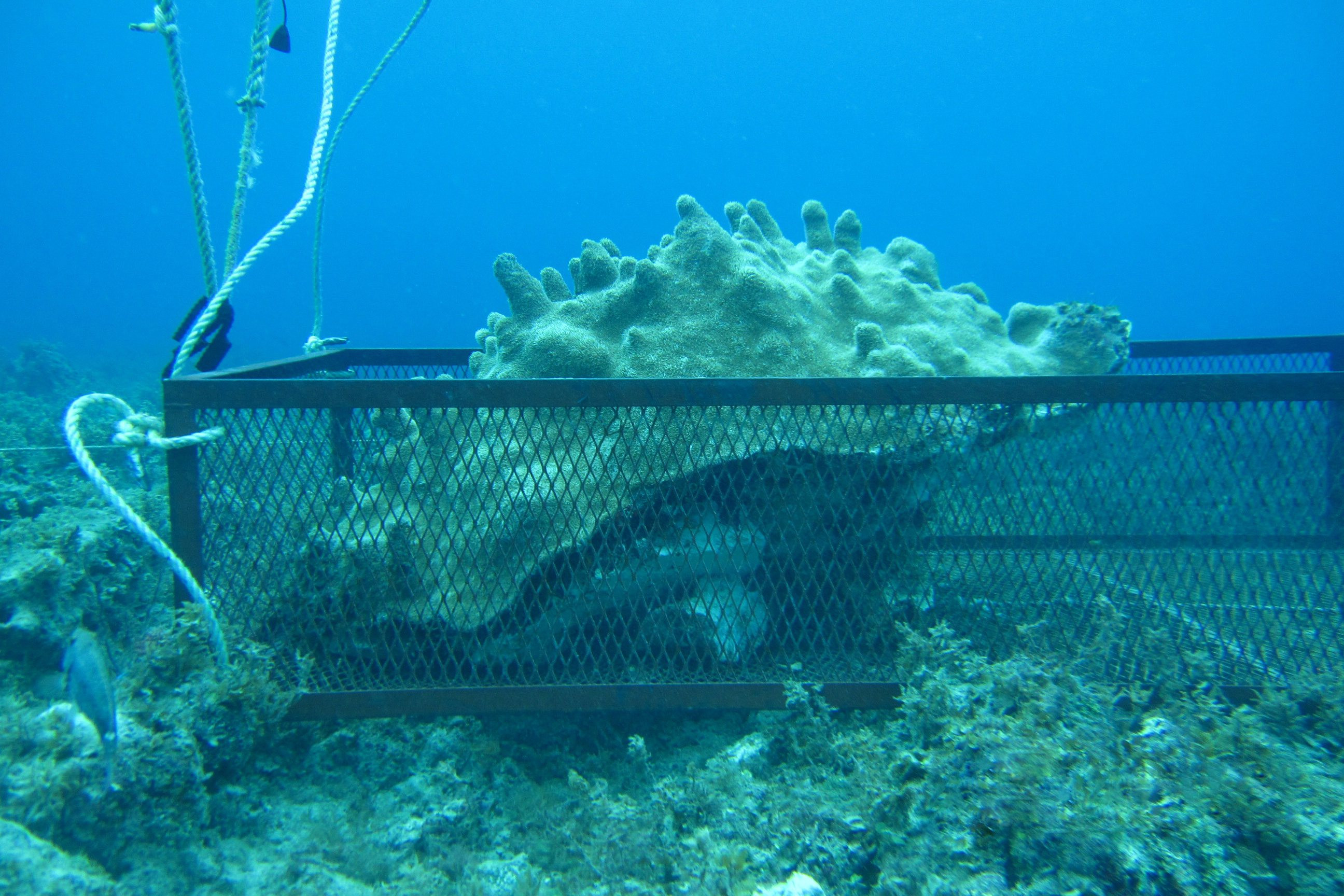 Jamaica coral transplant