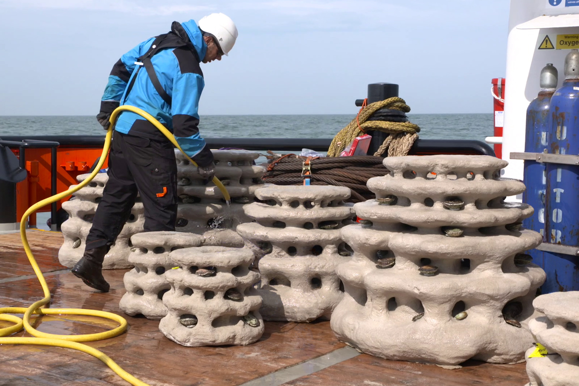 3D-printed oyster reef modules shortly before being installed in the North Sea